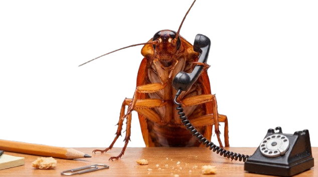 Contact Roach eggs support now