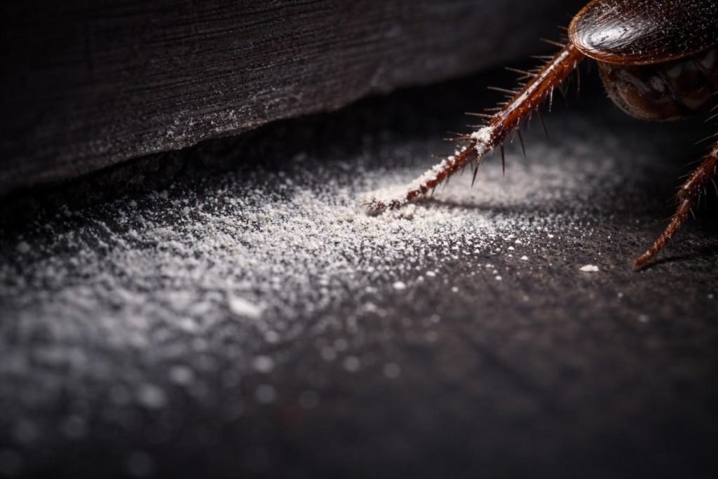 Diatomaceous Earth: The Mechanical Killer