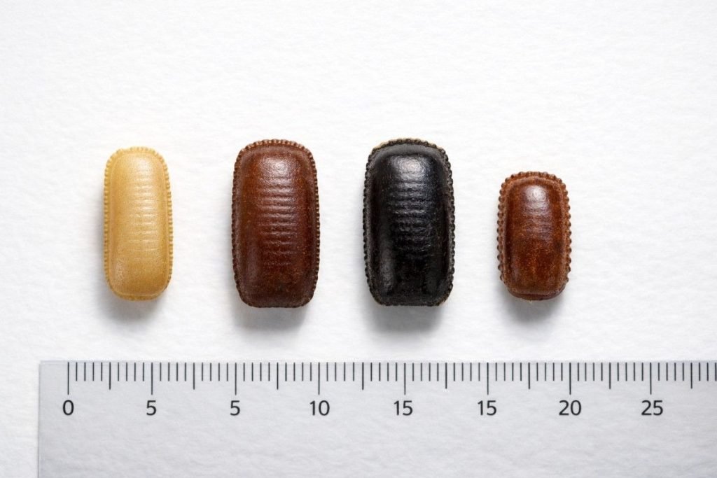 German Roach Egg Sac vs. Other Species
