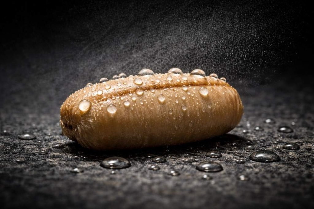 Why German Roach Eggs Are So Hard to Kill