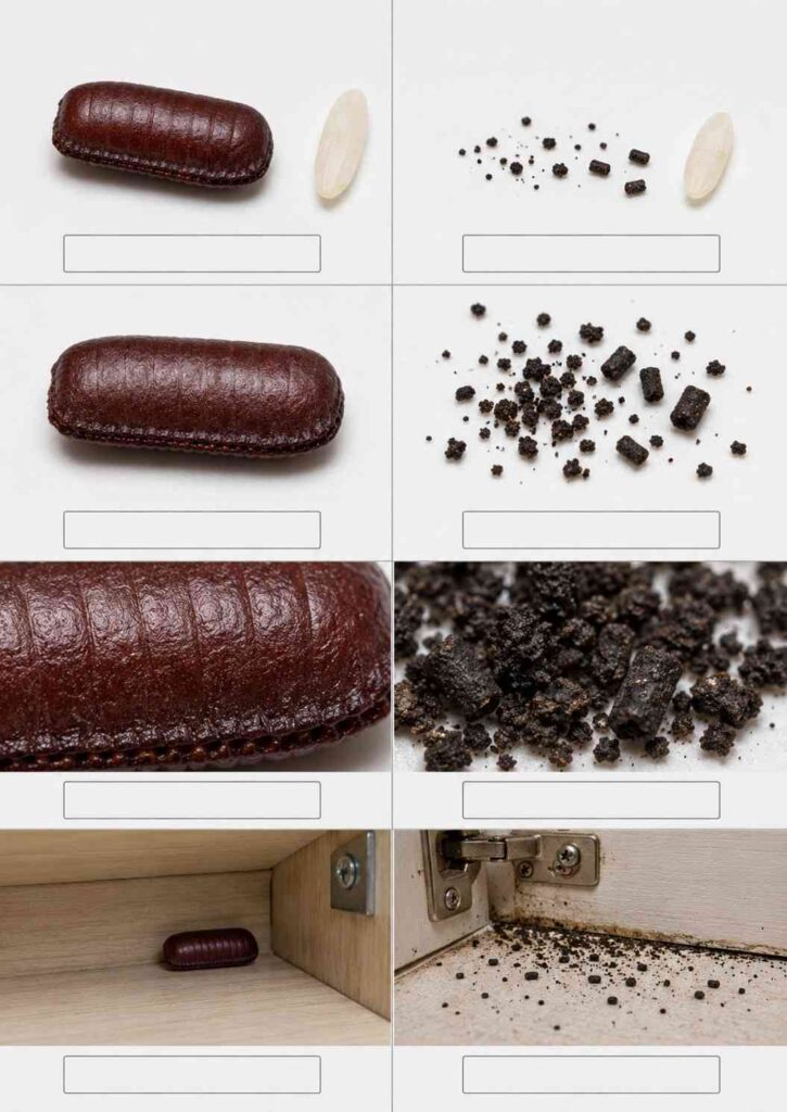 Comparison of a cockroach egg case and droppings by size, shape, texture, and how they appear around the home.