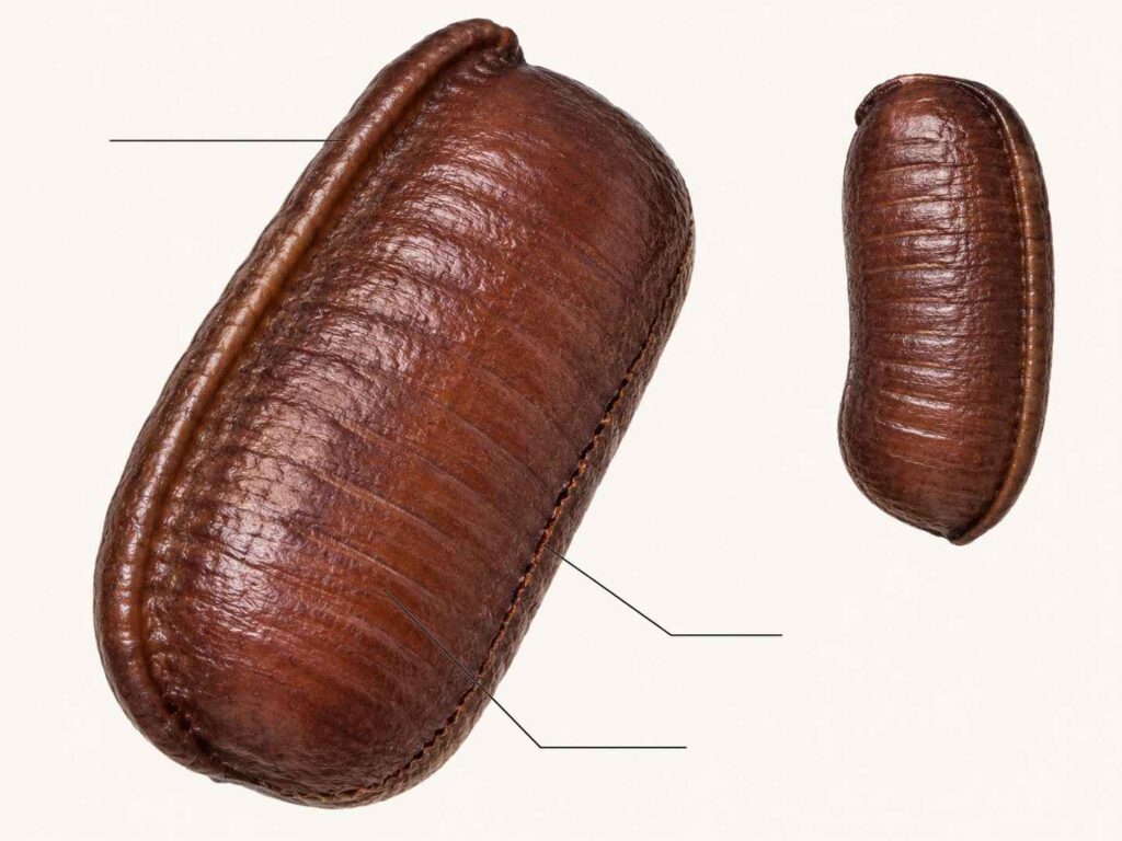 Enlarged cockroach egg case showing its raised keel, opening seam, and horizontal segment ridges.