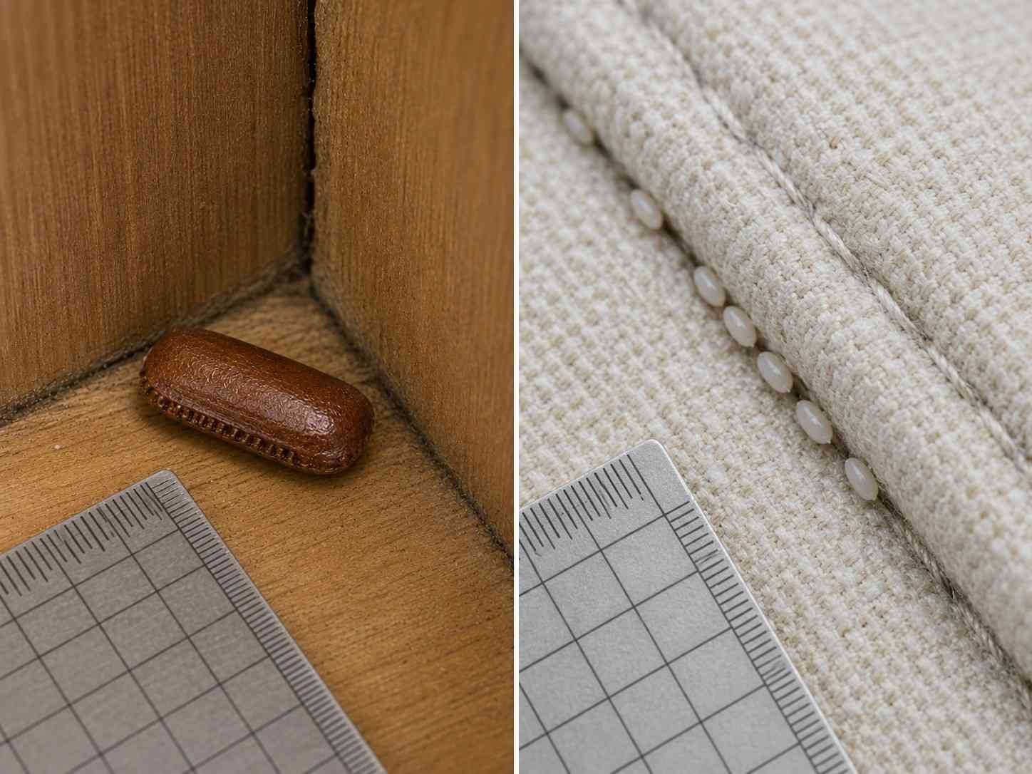 Brown cockroach ootheca in a kitchen cabinet compared with tiny white bed bug eggs attached to a mattress seam.