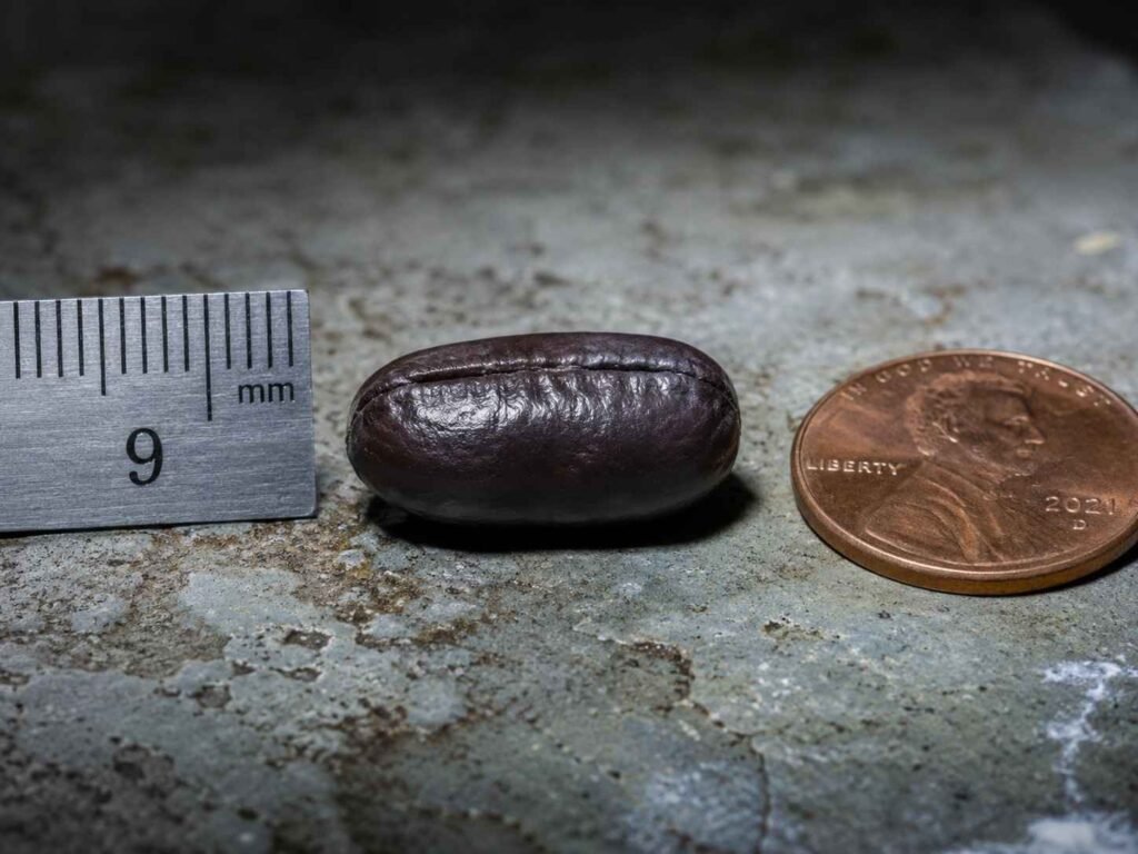 Oriental cockroach dark reddish-brown to nearly black slightly inflated ootheca shown on a damp basement concrete floor next to a metric ruler and a US penny for scale