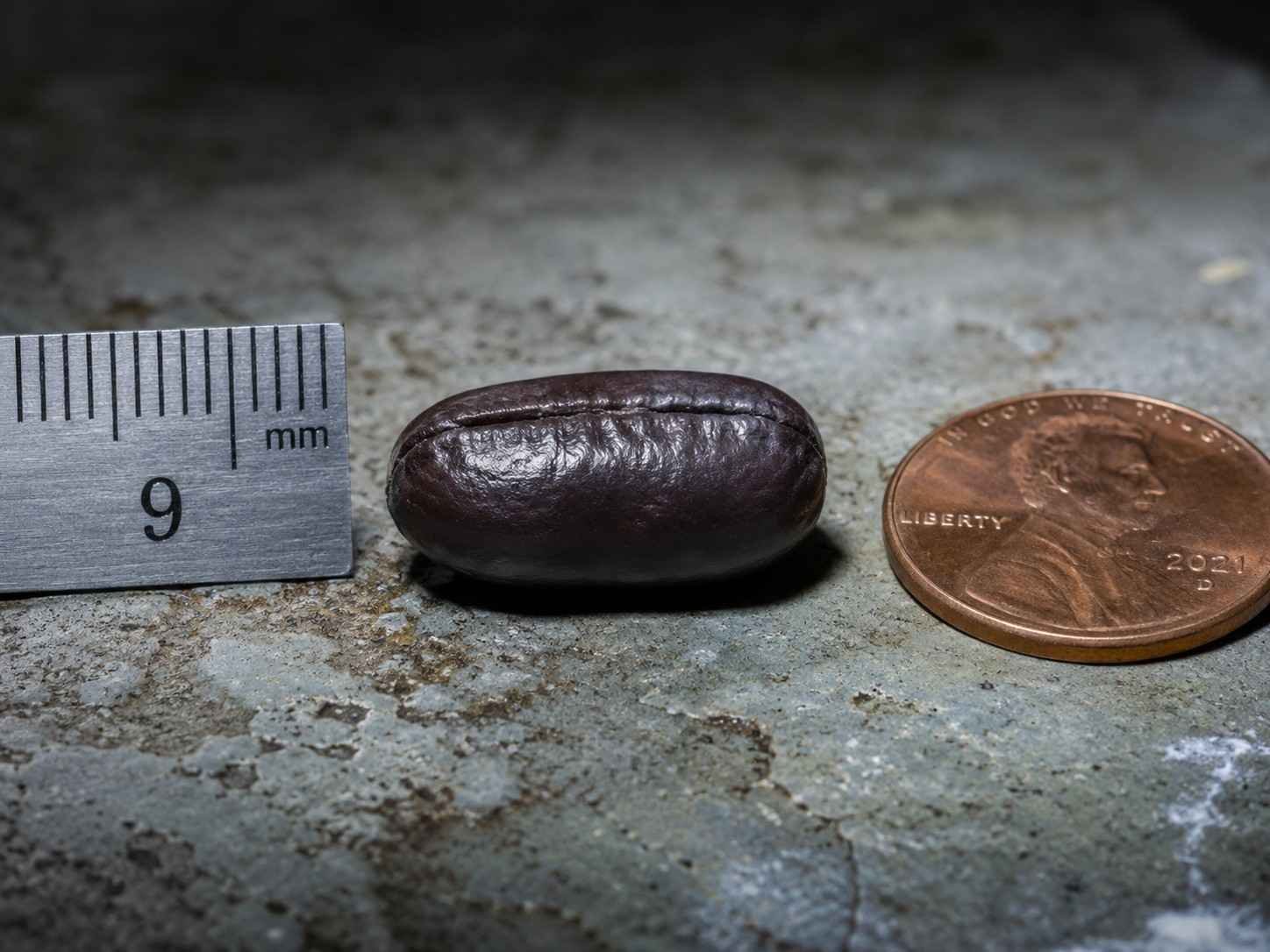 Oriental cockroach dark reddish-brown to nearly black slightly inflated ootheca shown on a damp basement concrete floor next to a metric ruler and a US penny for scale