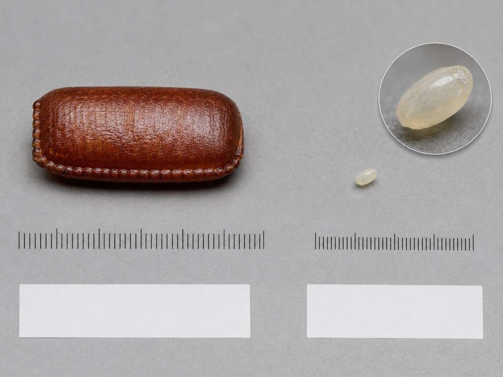 An 8 mm brown cockroach egg case beside a 1 mm pearl-white bed bug egg on a scientific comparison surface. 
