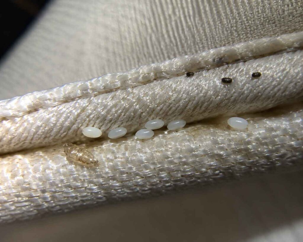 Tiny pearl-white bed bug eggs attached inside a mattress seam beside fabric fibers and subtle infestation signs. 
