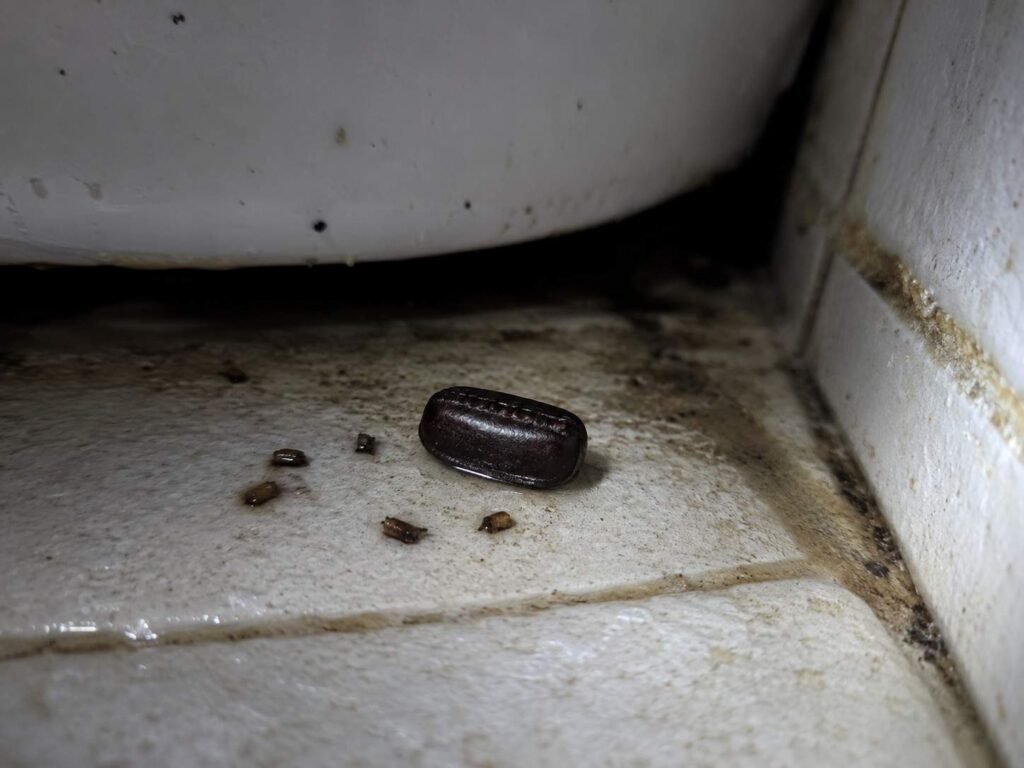 Oriental cockroach dark ootheca found behind a toilet base near a bathroom floor drain on damp grout with faint roach droppings nearby

