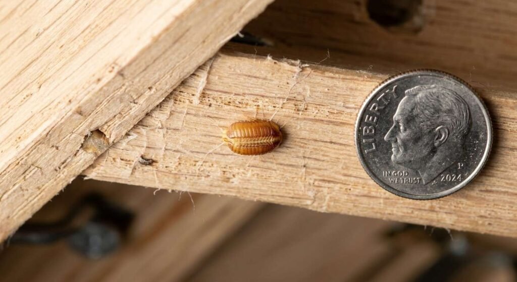 Brown-banded cockroach tiny yellowish egg case glued to the underside of a wooden desk drawer in a bedroom
