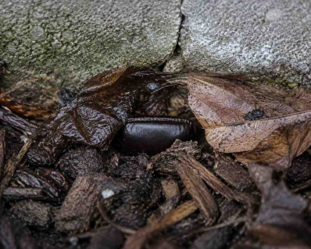 Oriental cockroach dark ootheca hidden under damp leaf litter and debris near a foundation crack outdoors beside a mulch bed and drainage area

