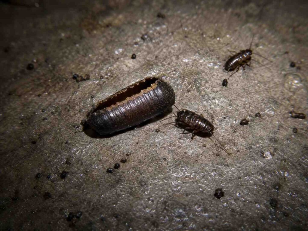 Hatched Oriental cockroach ootheca with split seam beside two small dark Oriental cockroach nymphs and scattered droppings on a damp basement floor

