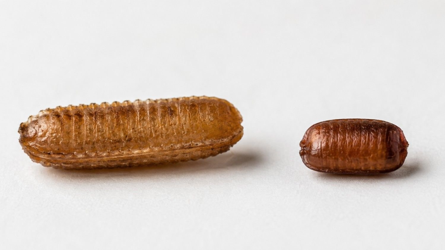 Side-by-side comparison of German and brown-banded cockroach egg cases showing their differences in size, color, and shape.