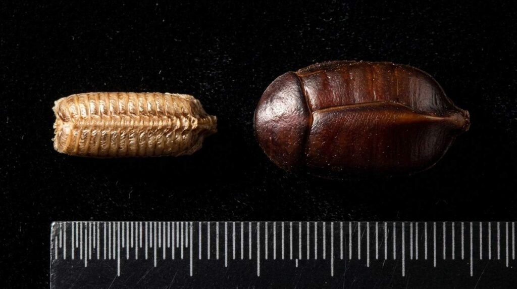 Macro close-up comparing the narrow ridged German roach egg case to the thicker rounded American roach egg case