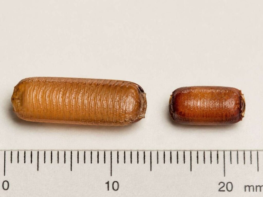 German cockroach ootheca shown larger and more elongated than the smaller brown-banded cockroach egg case.