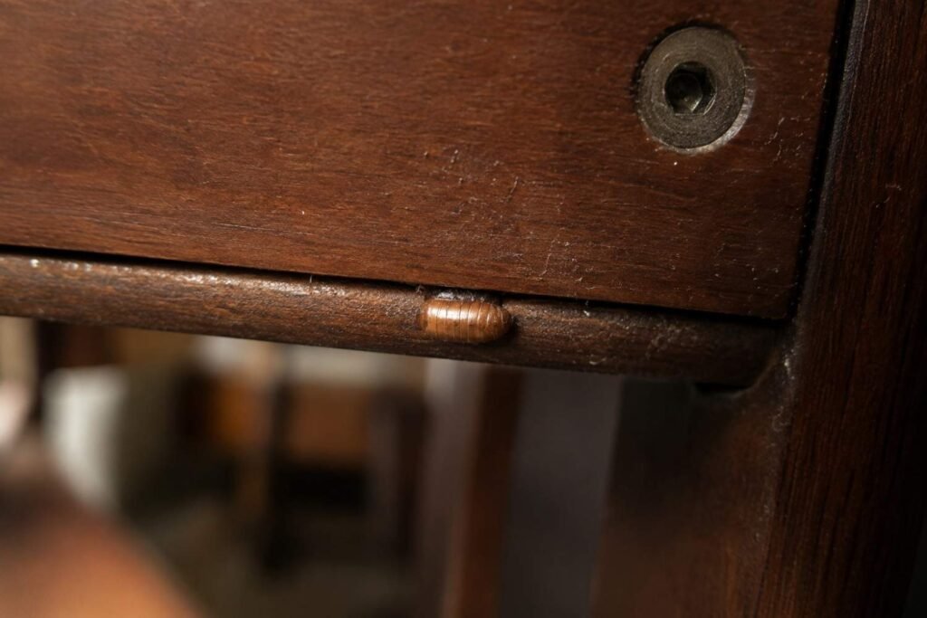Tiny reddish-brown brown-banded cockroach egg case glued to a dry furniture surface.