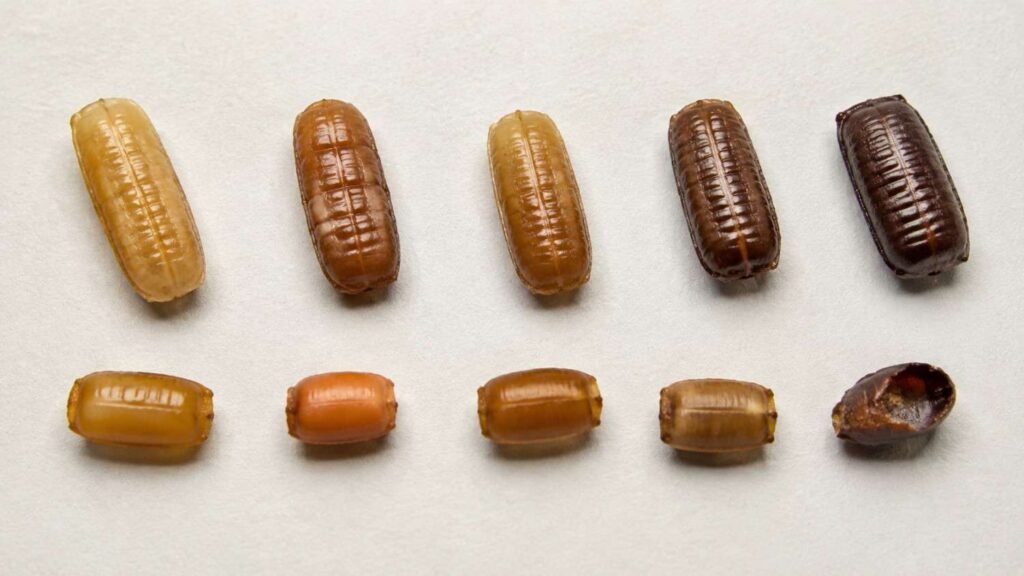 German and brown-banded roach egg cases showing overlapping tan and brown colors with differences in tone and texture.